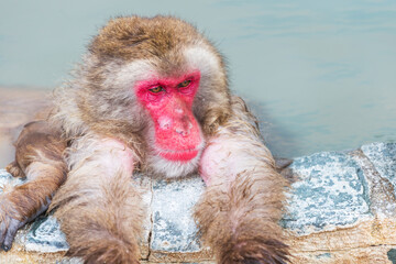 Closeup view of Japanese snow monkey onsen (macaques) in the pool in winter