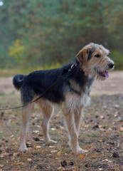 brown and black terrier in autumn