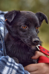 black dog pooch at animal shelter