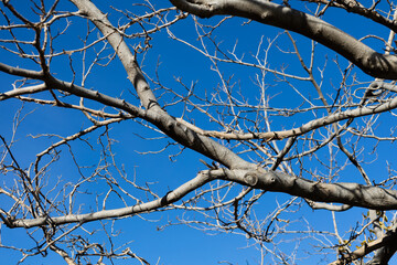 tree without leafs and blue sky 