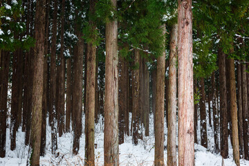 Pine stems with snow background, nature texture