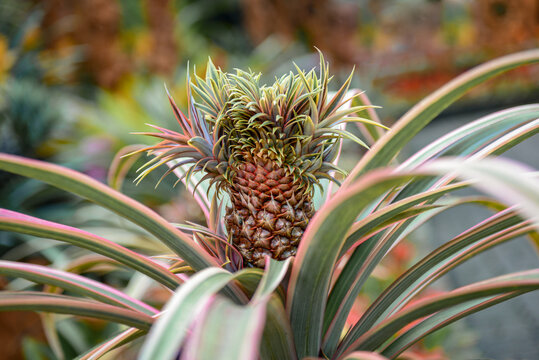 Pineapple plant naturally growing on plantation