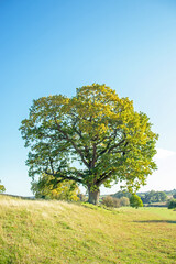Fototapeta na wymiar Old oak tree in the autumn.