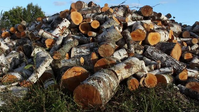 A pile of birch firewood lies on the grass. Chopped firewood stacked in a pile. Pile of logs for fireplace