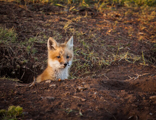 Fox Kit in Den