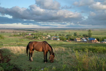 Horse grazing on the hill against the background of the cloudy sky.