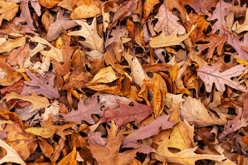 Looking down at Autumn Leaves - great for use as a background.