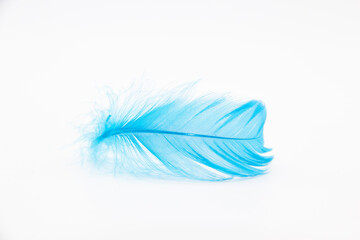 Beautiful blue fluffy bird feather on a white background.
