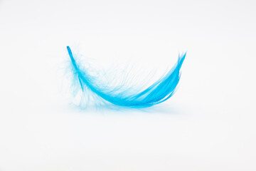 Beautiful blue fluffy bird feather on a white background.