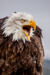 screeching eagle
