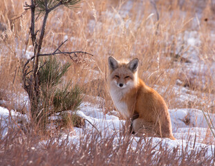 Red Fox in the Snow