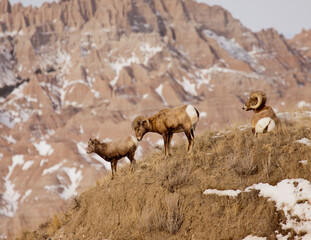 Bighorn Sheep in the Badlands