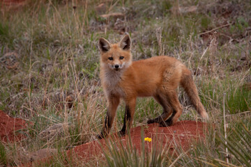 young Fox by Den