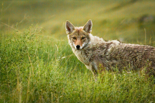 Coyote Watching