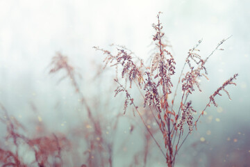 Vintage dry flowers closeup. Aesthetic toned nature landscape background. Winter design viewphoto