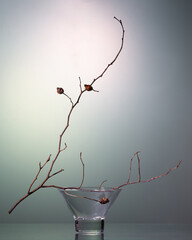 Still life - winter nostalgia with dry branches and rose hips
