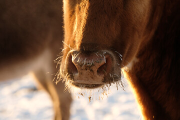 Texas longhorn cow close-up with snow and ice on whiskers by pink nose during cold winter weather.