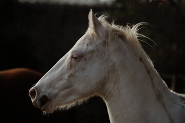 Young white horse isolated on dark background for moody portrait.