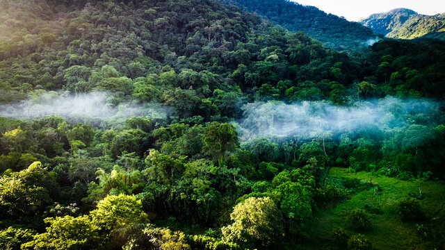 La selva de la reserva de la biosfera de Los Tuxtlas, lleno de biodiversidad, esta &aacute;rea natural protegida se ubica en Veracruz, M&eacute;xico.