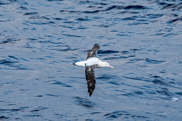 Wandering Albatross (Diomedea exulans) in South Atlantic Ocean, Southern Ocean, Antarctica