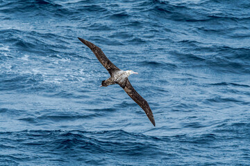 Immature Wandering Albatross (Diomedea exulans) in South Atlantic Ocean, Southern Ocean, Antarctica