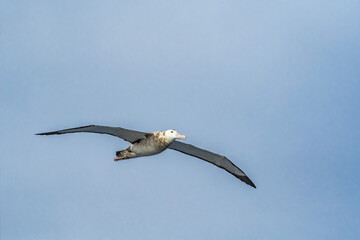 Immature Wandering Albatross (Diomedea exulans) in South Atlantic Ocean, Southern Ocean, Antarctica
