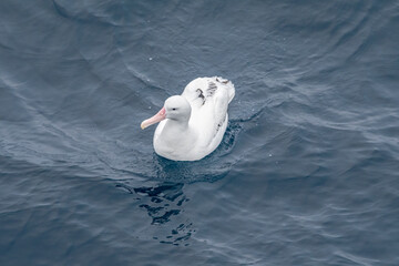 Wandering Albatross (Diomedea exulans) in South Atlantic Ocean, Southern Ocean, Antarctica