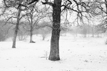 Scenic winter snow over Texas landscape of rural field.