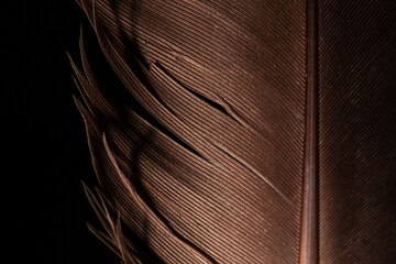 Black macro feather,Black raven feathers ,Serbia, Feather, Macrophotography, Black Color, Gray...