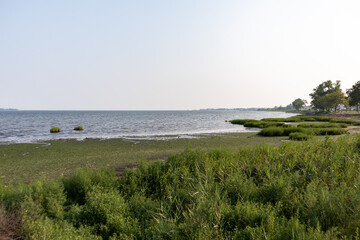 Green Plants on the Shoreline along New Haven Harbor at Long Wharf Park in New Haven Connecticut - obrazy, fototapety, plakaty