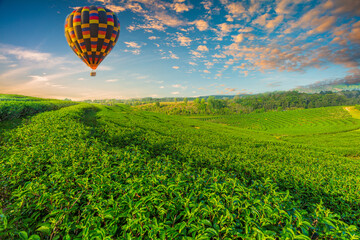 Landscape view of sunrise at green tea field with balloon.