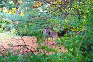 Wild deer in the fall in a suburban New Jersey backyard