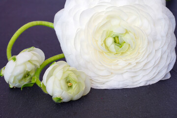 White and yellow ranunculus flower with ruffled petals in bloom in the spring