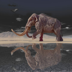 mammoth is walking in the desert after rain side view