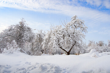 Fototapeta na wymiar garden in snow