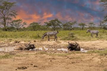 buffalo and zebra africa herds kenya masai mara. - obrazy, fototapety, plakaty