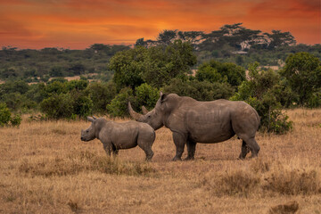 White Rhinoceros Ceratotherium simum Square-lipped Rhinoceros at Khama Rhino Sanctuary Kenya Africa.