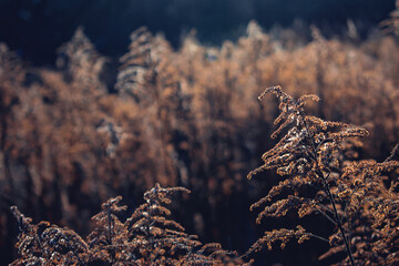 Dried flowers in winter. Background image with flowers. The texture of the inflorescences.
