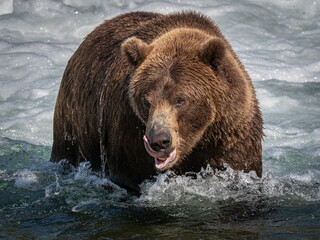 Fototapeta na wymiar An adult brown bear (Ursus arctos) stands below Brooks Falls in Katmai National Park, Alaska. 