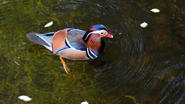 The mandarin duck (Aix galericulata) male swimming in shallow water of the lake and joining his female partner, perching ducks native to the East Palearctic, waterbird in the family: Anatidae.