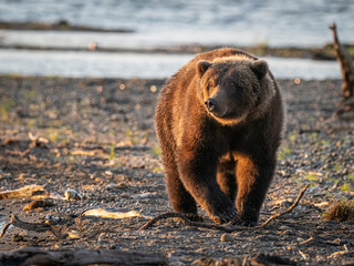 A brown bear (Ursus arctos) in morning sunlight on the shore of Naknek Lake near Brooks Falls in Katmai National Park, Alaska.