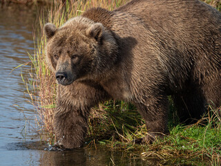 A brown bear (Ursus arctos) fishes for salmon from the shore of the Brooks River near Brooks Falls in Katmai National Park, Alaska. 