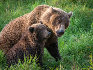 A mother brown bear (Ursus arctos) and her cub nuzzle one another near Brooks Falls in Katmai National Park, Alaska.