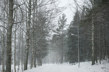 Forst winter road 