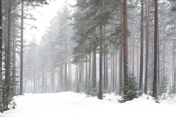 Forst winter road 