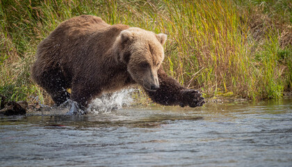 A subadult Brown Bear dives for a salmon in the Brooks River in Katmai National Park near Brooks Falls, Alaska.