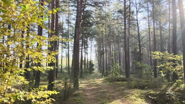 View of the forest in fall collors on a sunny day