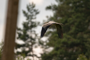 heron