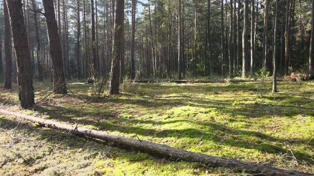 View of the forest in fall collors on a sunny day