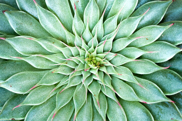 Obraz premium Aloe verra